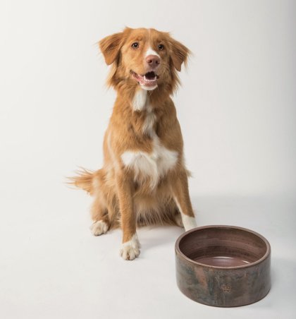 Alimentación saludable para perros