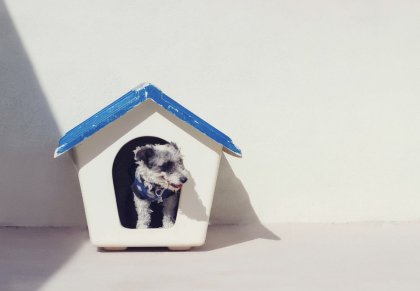 Juguetes recomendados para gatos